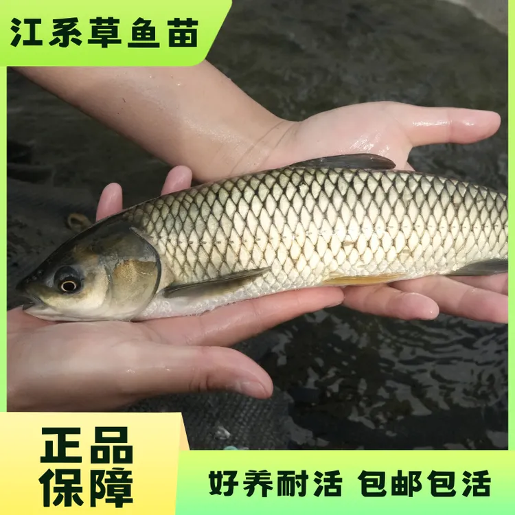 【活体】草混子草鱼（3-30cm）观赏鱼淡水鱼冷水鱼鱼大号