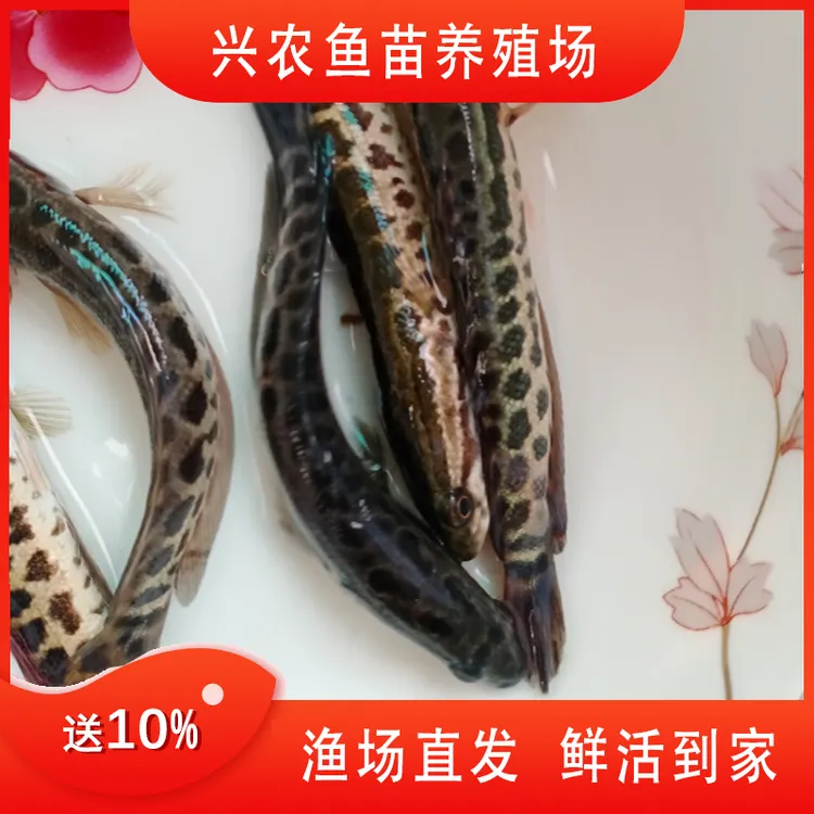 贵州黑鱼乌棒财鱼乌鱼专吃小杂鱼鱼块直供