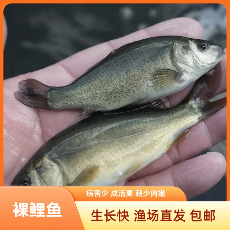【活体】裸鲤鱼（3-9cm）观赏鱼淡水鱼冷水鱼