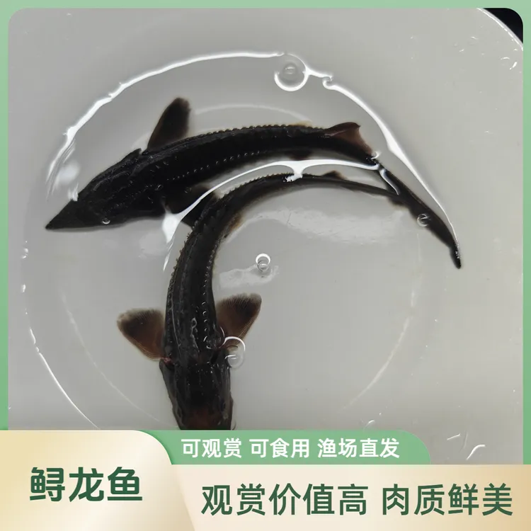 【活体】鲟龙鱼（8-16cm）观赏鱼淡水鱼冷水鱼鱼