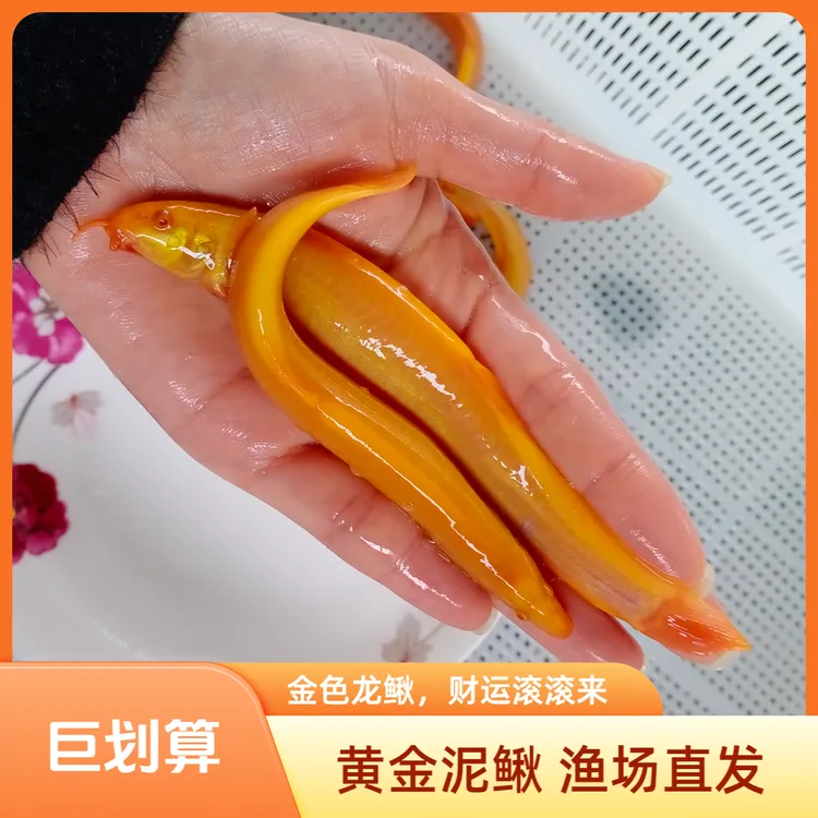【活体】黄金泥鳅（6-12cm）观赏鱼淡水鱼冷水鱼