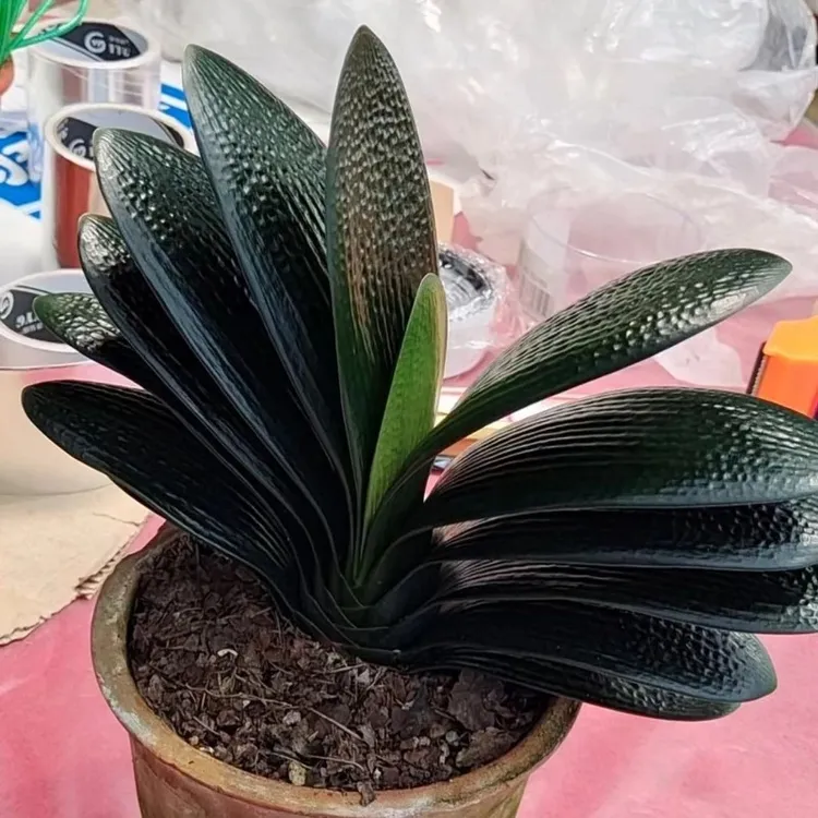 10号东北名贵君子兰汗血精品盆栽麻脸油匠圆头和尚短叶小苗绿植