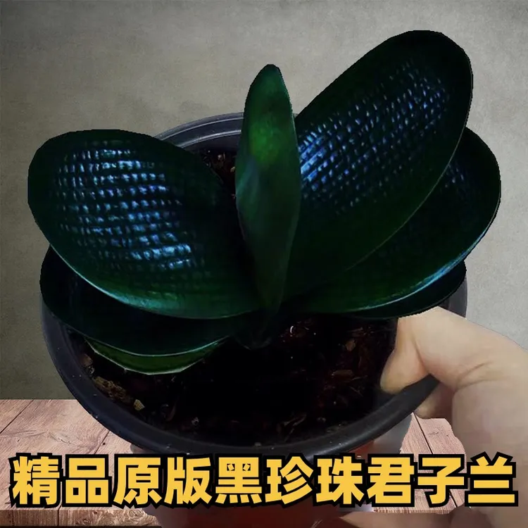 三号东北名贵君子兰精品黑珍珠麻脸盆栽宽短叶圆头绿植盆栽【5.4】