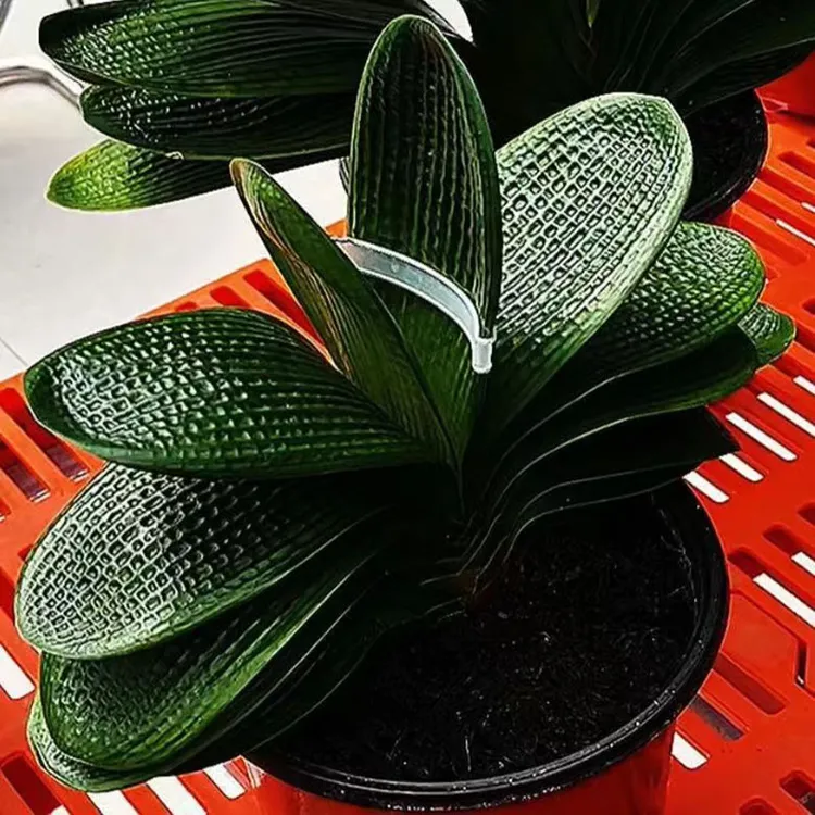 一号东北名贵君子兰精品迈巴赫麻脸盆栽宽短叶圆头绿植盆栽花卉