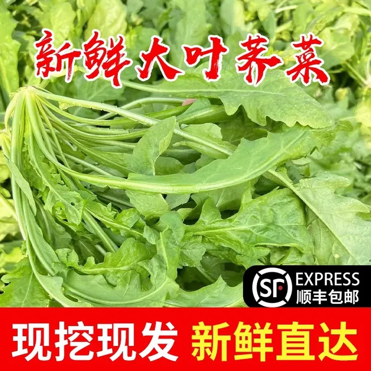 新鲜荠菜现挖现发农家野生荠菜火锅食材馄饨馅【顺丰快递新鲜直达】