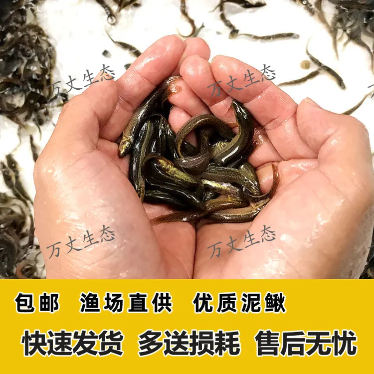 台湾泥鳅苗活体饲料喂龙鱼喂宠喂龟台湾泥鳅广东佛山鲜活原生鱼