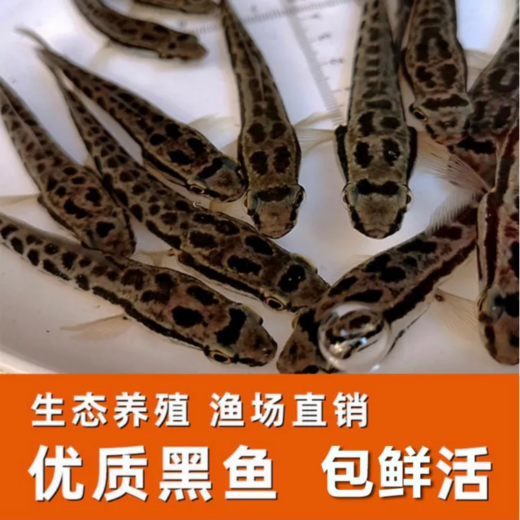 广东黑鱼生鱼乌鱼财鱼养殖养鱼溪流原生鱼国产雷龙淡水观赏古法