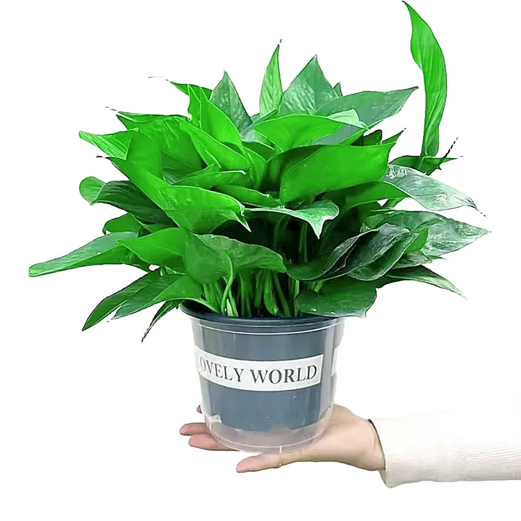 绿萝盆栽甄选室内好养吸除甲醛绿植花卉土培植物大叶绿箩好养鲜花