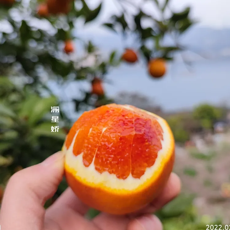 重庆万州玫瑰香橙5斤装皮薄塔罗科血橙酸甜新鲜采摘水果整箱大果