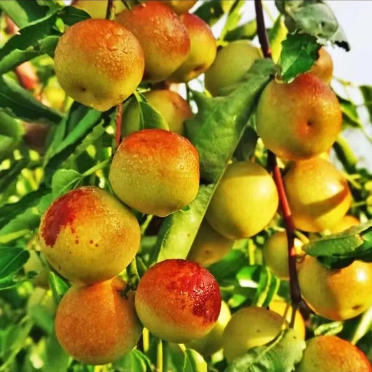 正宗冰糖脆枣苗脆甜无渣沾化冬枣南方北方种植庭院 枣树果树苗