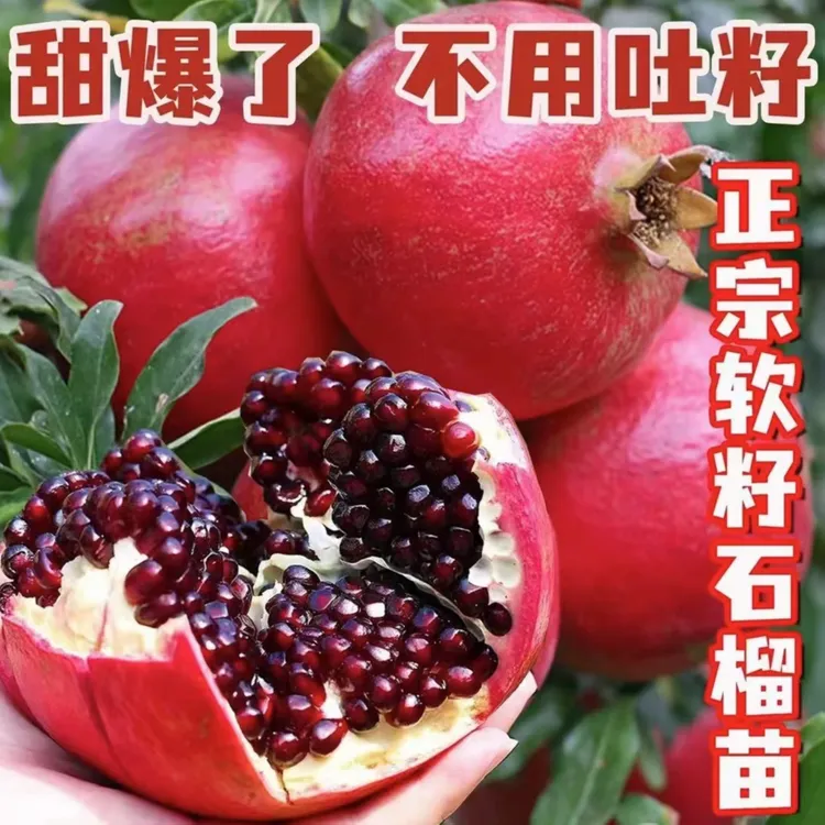 【突尼斯软籽石榴树苗】软籽石榴苗南北方盆栽地栽庭院种植果树苗