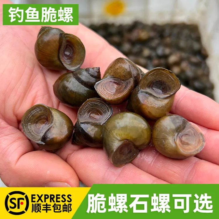 钓鱼脆螺鲜活钓青鱼挂钩饵料活螺蛳薄壳野生小号田螺乌青打窝石螺