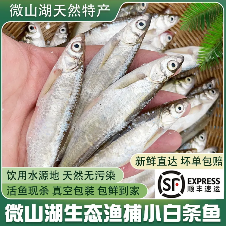 顺丰小白条鱼餐条鱼大白刁子鱼淡水小河鱼杂鱼翘嘴鱼新鲜活鱼现杀