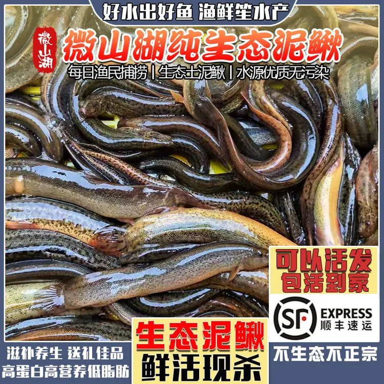 微山湖生态泥鳅鱼新鲜活鱼可现杀可活体发货生态青鳅黄鳅板鳅顺丰
