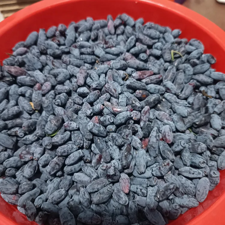 大兴安岭山上採的蓝靛果山茄子鲜果发货顺丰陆运/有运费发空运