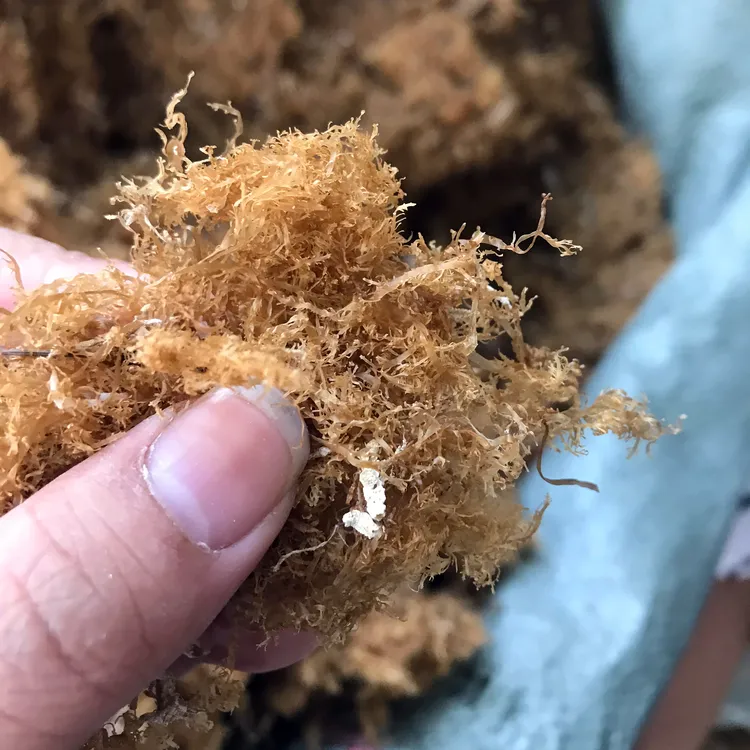 汕尾本地短草海石花草九毛膏草狗毛膏草石花草