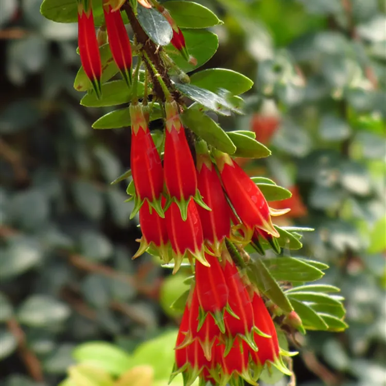 灯笼花树萝卜五翅莓小叶红花树萝卜四季长青
