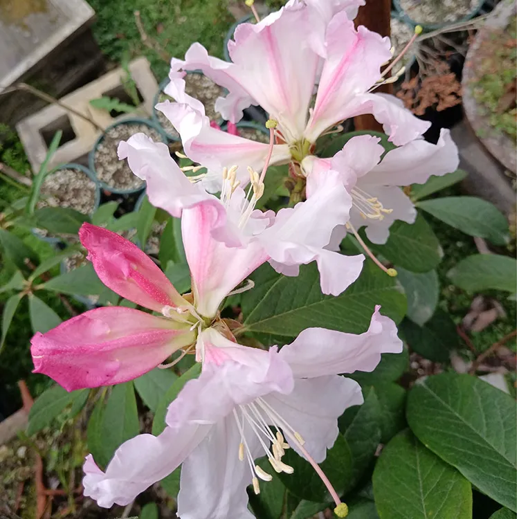 云南高山杜鹃香花杜鹃四季不落叶常青花卉云上杜鹃可以吃的杜鹃花