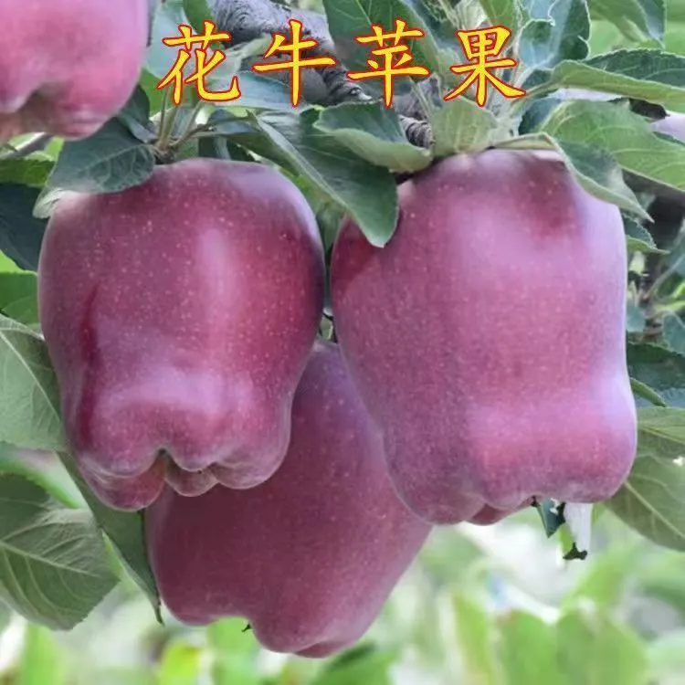 天水花牛苹果树苗嫁接果树红蛇果苗全国可种植产量高地栽当年结果