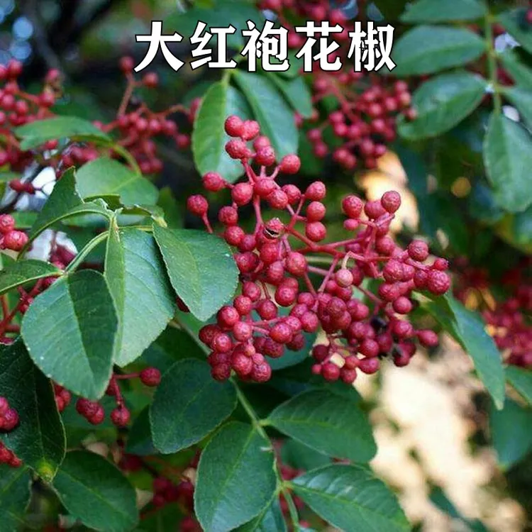 四川花椒树苗大红袍狮子头九叶青麻椒果树苗盆栽地栽南方北方种植