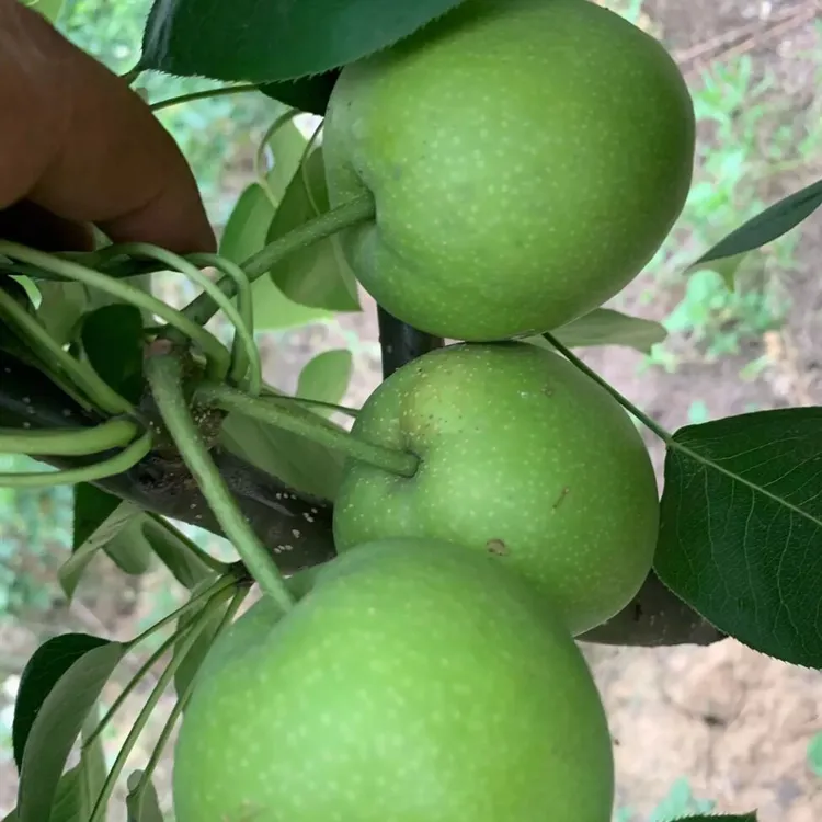 新品种苏翠一号梨树苗绿皮早熟脆梨树苗嫁接苗南北方种植当年结果