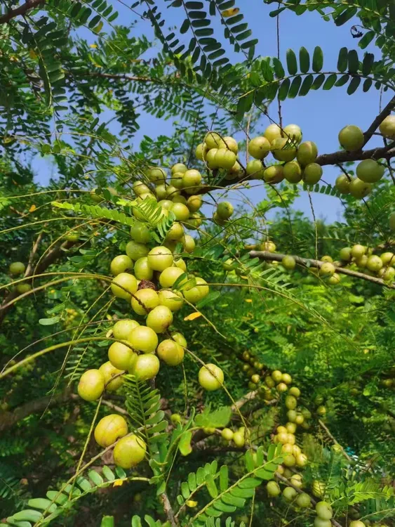 潮汕金灶本地崩坎种甜油甘新鲜采摘酥脆回甘榨汁
