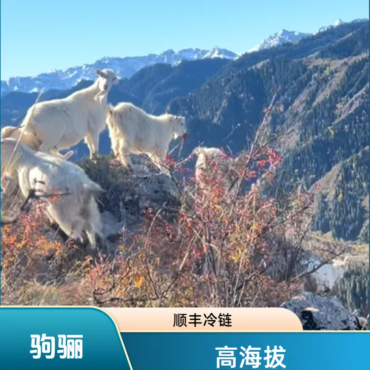 新疆高海拔草原羊羔肉牧场空运鲜嫩肉质