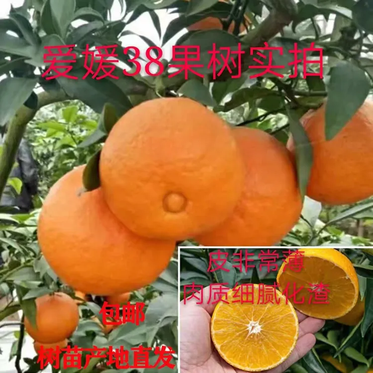 爱媛38号苗嫁接果冻橙树苗香橙嫁接柑橘苗