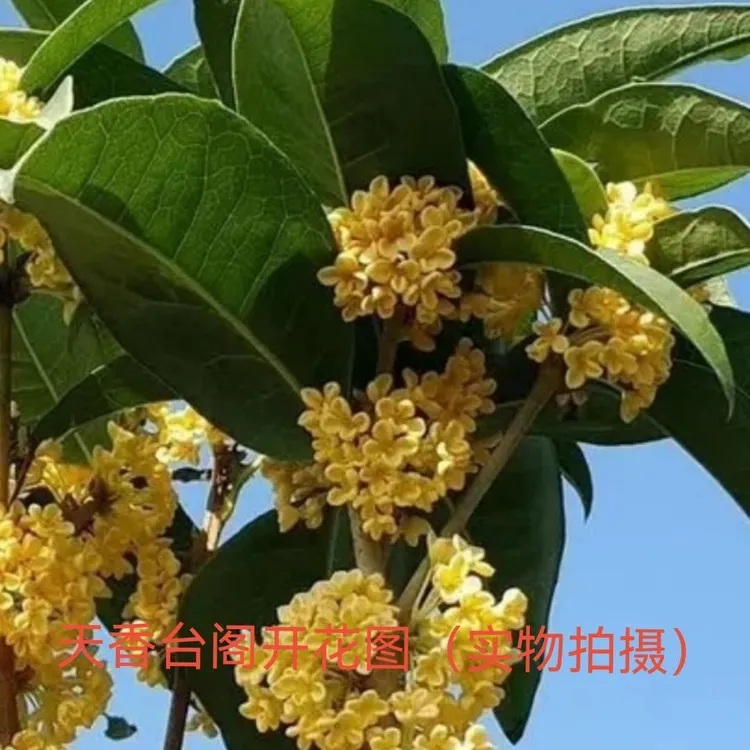 四季桂黄花天香台阁桂花正宗原生四季开花花色随温度变化花香浓郁