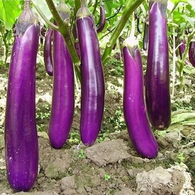 茄子种子紫红长茄王种子春秋季阳台盆栽蔬菜种孑四季农家紫茄种子