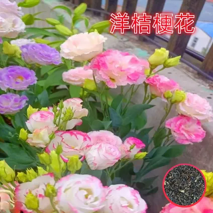 洋桔梗花四季易活阳台庭院盆栽地栽南北方种植