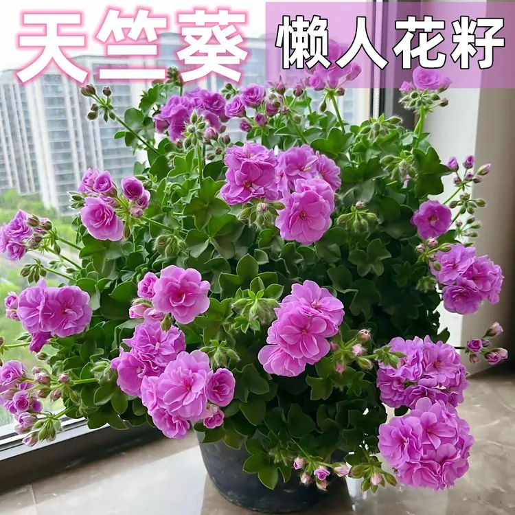 天竺葵种子懒人花直立阳台绿植观赏易活花卉易养活葵花