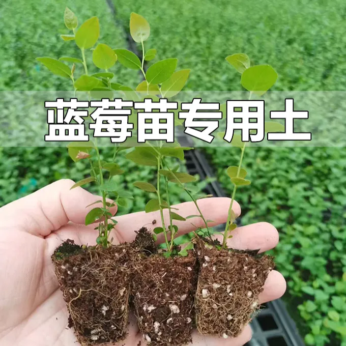 【基地自用】批发酸性土蓝莓专用土营养土酸性专业配方土泥炭土