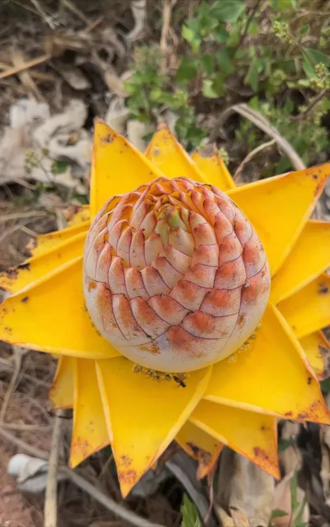 云南特色花卉 含苞待放地涌金莲 佛前莲花 千瓣莲花 地莲花 易活