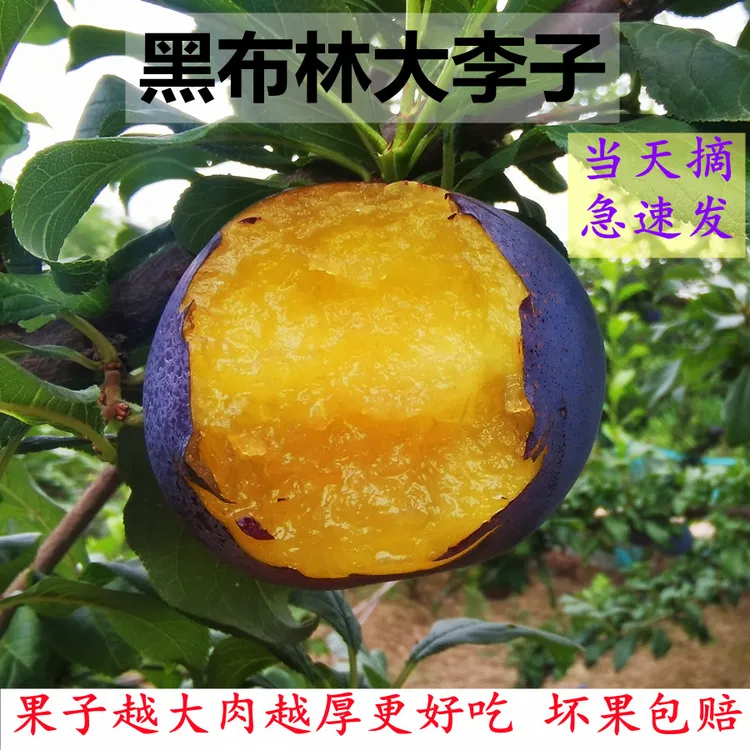 黑布林 大李子孕妇水果陕西现摘现发新鲜酸甜脆开胃树上熟带箱5斤