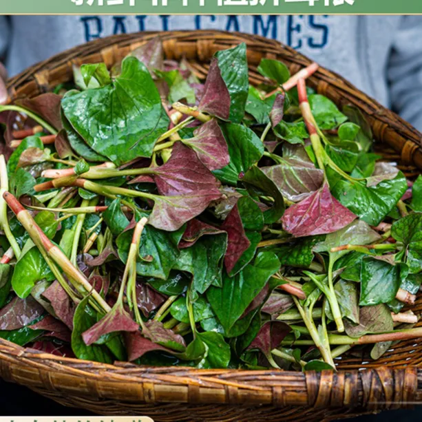 鱼腥草新鲜露天折耳根嫩叶当季渔腥草如图所见