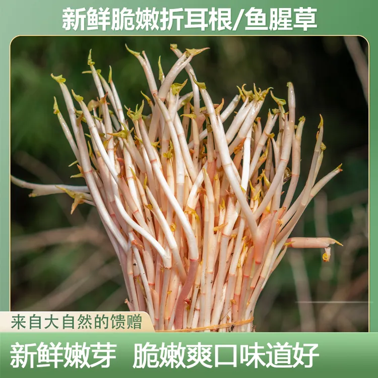 嫩芽折耳根鱼腥草脆嫩鲜嫩精选爽口
