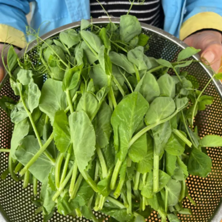 四川新鲜豌豆尖嫩芽嫩叶蔬菜豌豆苗做汤烫火锅现摘现发坏了包赔