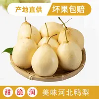 驸鲜翁河北水晶大鸭梨水晶梨生态果园酸甜口感现摘现发包邮到家