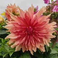 【布龙斯】甘肃临洮平哥大丽花种植 庭院盆栽绿化 厂家直销 花径26
