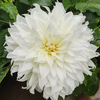 【雪莲】甘肃临洮大丽花种植 盆栽庭院绿化推荐 花径25 厂家直销