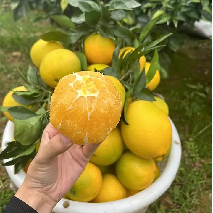 正宗赣南脐橙新鲜水果应季小吃自家种植现场采摘很甜很好吃的橙子