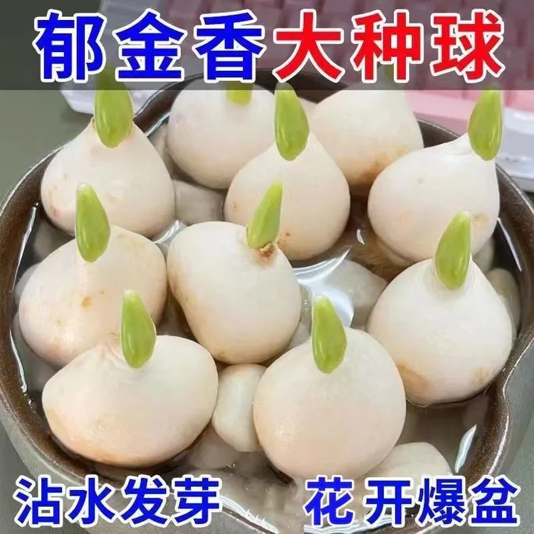 进口郁金香水培水养大球重瓣四季开花室内阳台庭院耐寒植物种球花