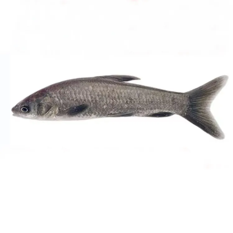 螺丝青 黑草 黑鲩鱼 乌青  水族活体