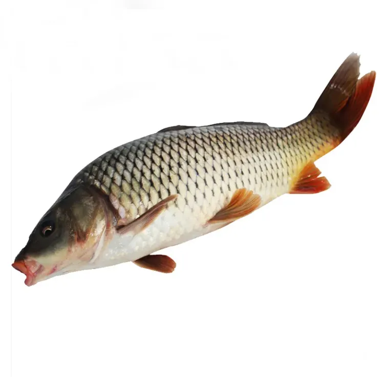 鲤鱼 建鲤鱼   稻花鲤鱼 淡水水族