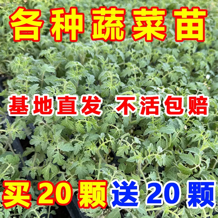 高产四季辣椒苗特辣朝天椒大青线椒甜椒苗带土秧苗蔬菜秧苗批发