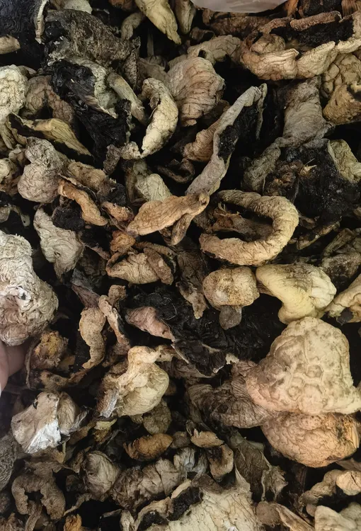 新疆巴里坤野蘑菇