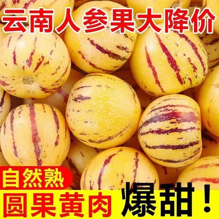 人参果云南石林树上熟黄肉果新鲜清甜多汁当季水果