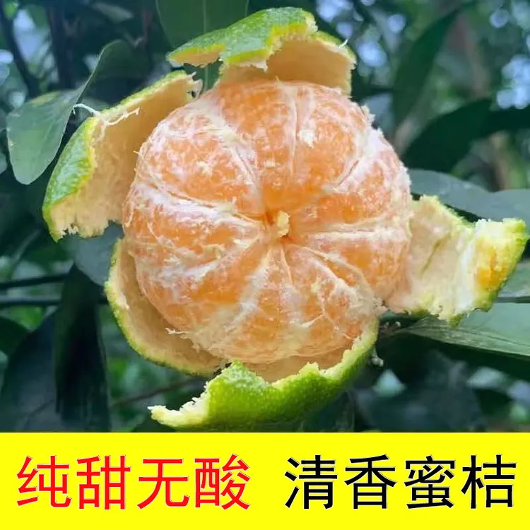 广西正宗清香蜜桔茶橘巴西柑青龙桔纯甜无酸青皮桔清香茶橘新鲜