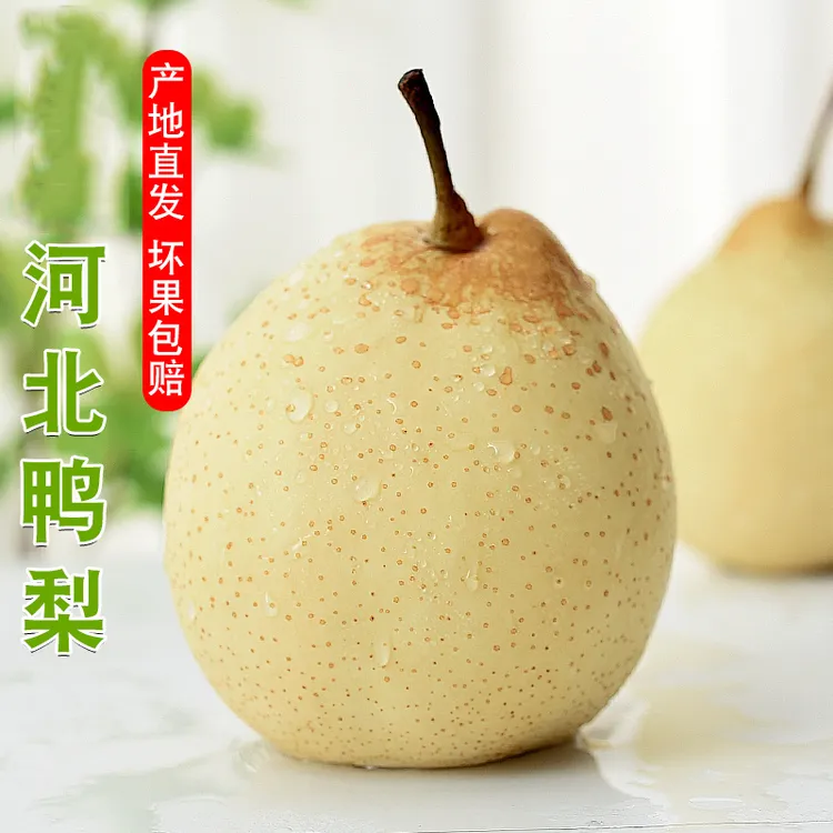 【鸭梨香甜可口】河北水晶梨正宗酥脆多汁晋州鸭梨梨子产地直发新鲜